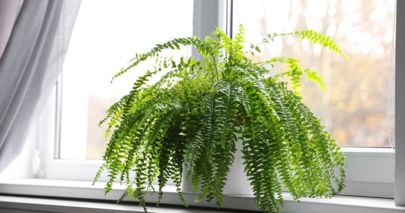 Neprholepis cordifolia