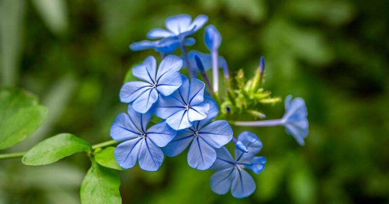 Fundamentos: qué necesitan las plantas de flor para florecer