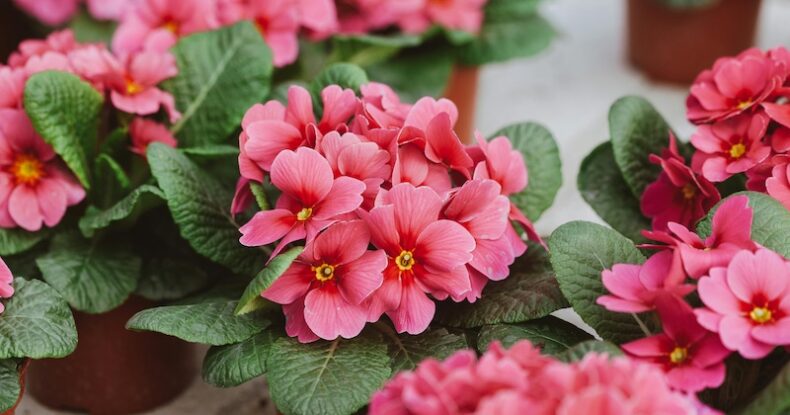 Manual de supervivencia para plantas de flor