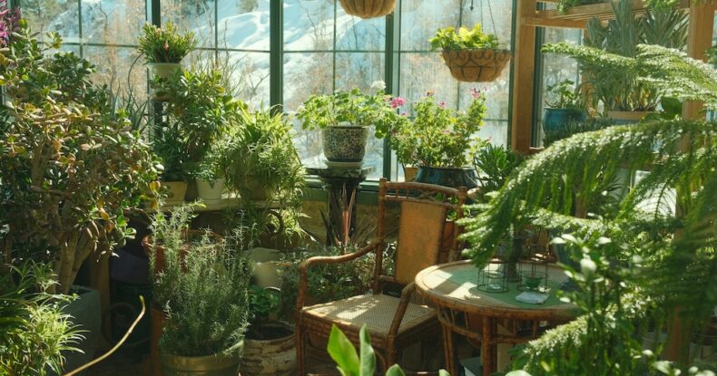 Interiores en verano, cómo proteger tus plantas de interior del calor
